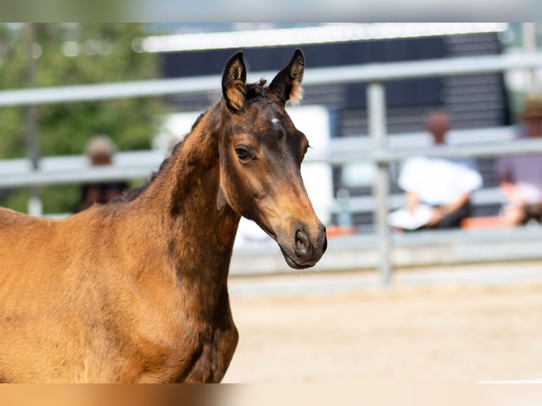 Trakehner Merrie 4 Jaar 165 cm Bruin in Gladenbach