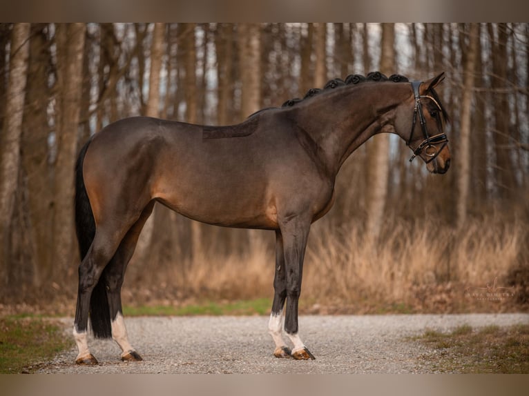 Trakehner Merrie 4 Jaar 165 cm Donkerbruin in Wehringen