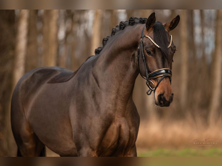 Trakehner Merrie 4 Jaar 165 cm Donkerbruin in Wehringen