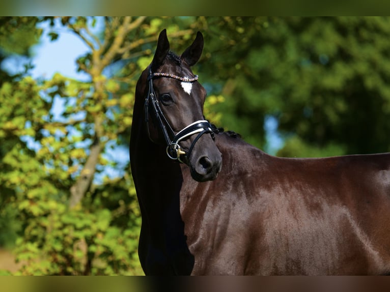 Trakehner Merrie 4 Jaar 165 cm Donkerbruin in Vodskov