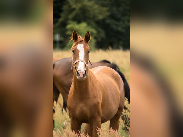 Trakehner Merrie 4 Jaar 165 cm in Wandlitz