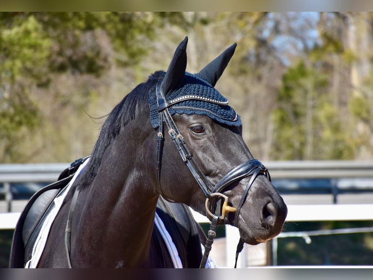 Trakehner Merrie 4 Jaar 165 cm Zwart in Wessobrunn