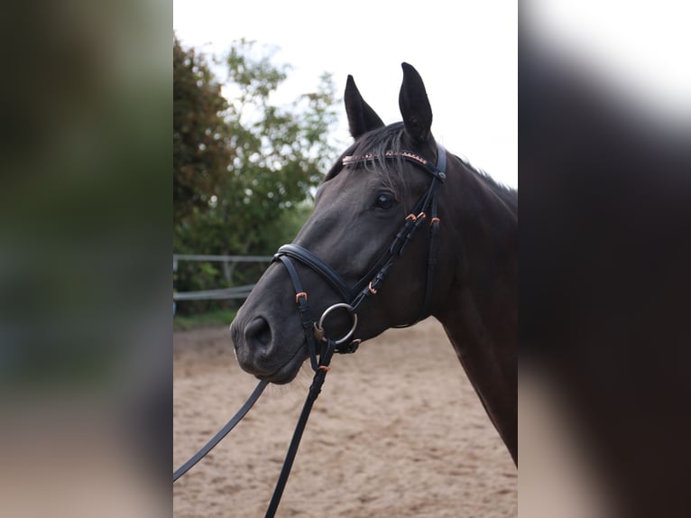 Trakehner Merrie 4 Jaar 165 cm Zwart in Seibersbach