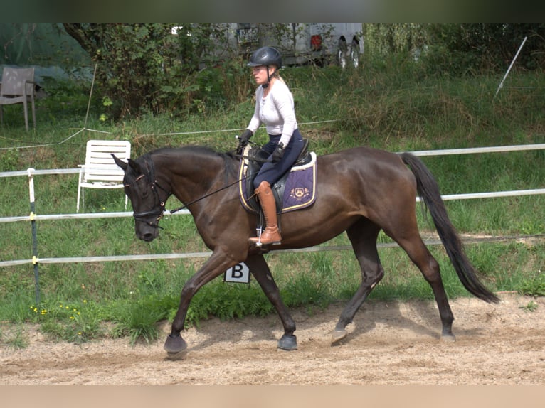 Trakehner Merrie 4 Jaar 165 cm Zwart in Seibersbach