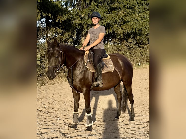 Trakehner Merrie 4 Jaar 165 cm Zwart in Lutherstadt Wittenberg