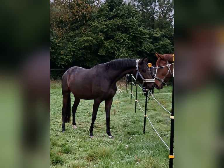 Trakehner Merrie 4 Jaar 166 cm Donkerbruin in Königsbrunn