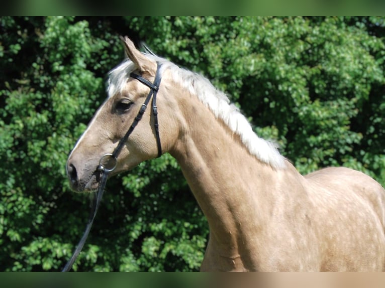 Trakehner Merrie 4 Jaar 167 cm Palomino in Holzkirchen