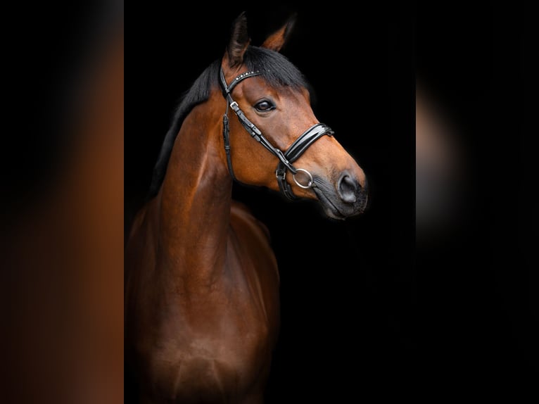 Trakehner Merrie 4 Jaar 167 cm Roodbruin in Vilnius