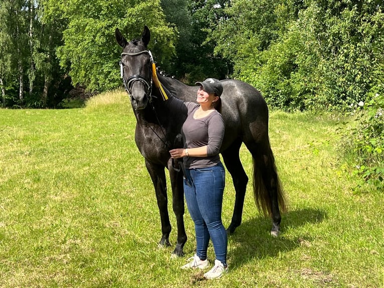 Trakehner Merrie 4 Jaar 167 cm Schimmel in Wietzendorf