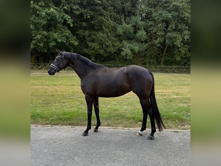 Trakehner Merrie 4 Jaar 167 cm Zwart in Aachen