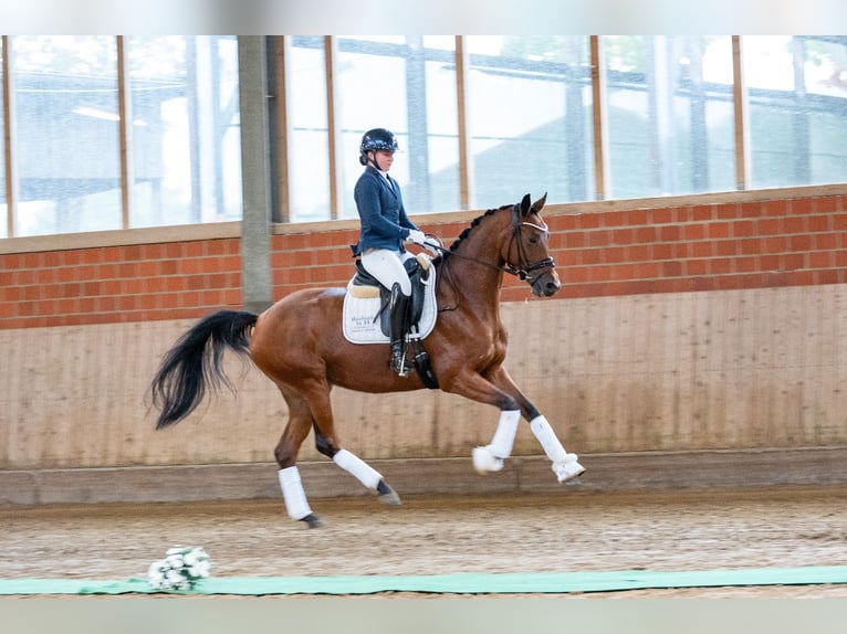Trakehner Merrie 4 Jaar 168 cm Bruin in Warendorf