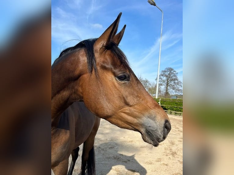 Trakehner Merrie 4 Jaar 168 cm Donkerbruin in Enter