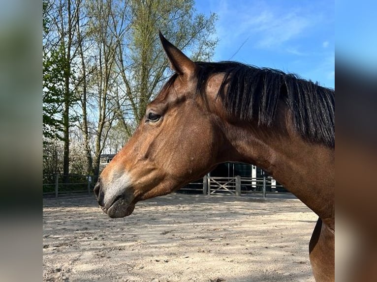 Trakehner Merrie 4 Jaar 168 cm Donkerbruin in Enter