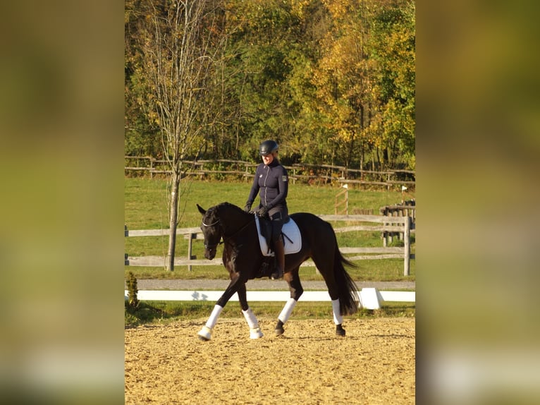 Trakehner Merrie 4 Jaar 168 cm Donkerbruin in Bodenfelde