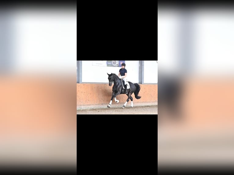 Trakehner Merrie 4 Jaar 168 cm Donkerbruin in Bodenfelde