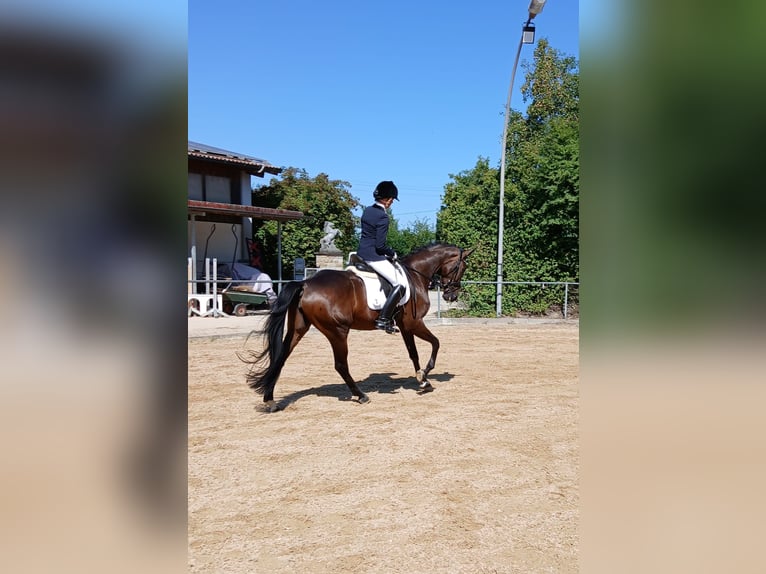 Trakehner Merrie 4 Jaar 168 cm Donkerbruin in Königsbrunn