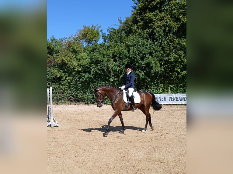 Trakehner Merrie 4 Jaar 168 cm Donkerbruin in Königsbrunn