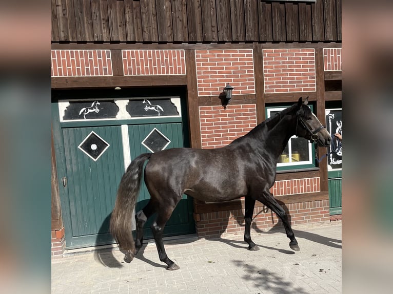 Trakehner Merrie 4 Jaar 168 cm kan schimmel zijn in Gro&#xDF;enkneten