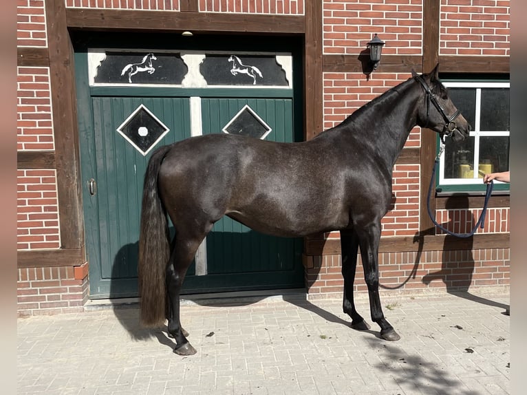 Trakehner Merrie 4 Jaar 168 cm kan schimmel zijn in Gro&#xDF;enkneten