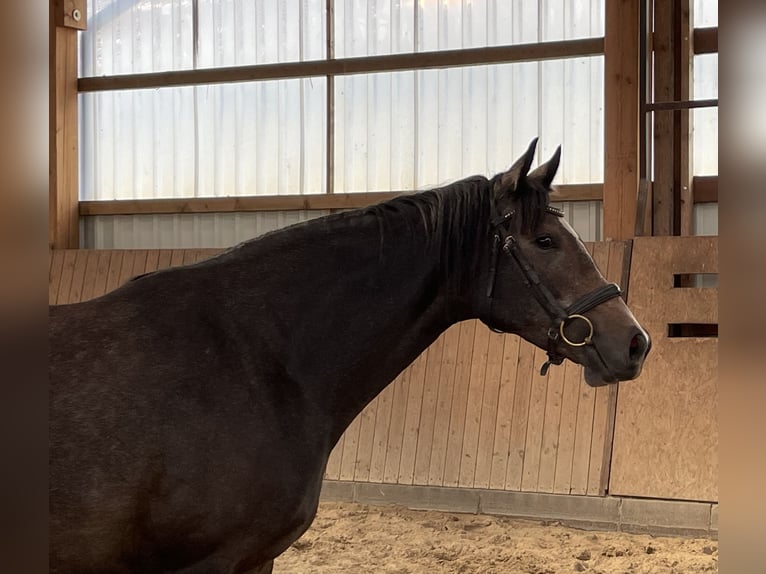 Trakehner Merrie 4 Jaar 168 cm kan schimmel zijn in Gro&#xDF;enkneten