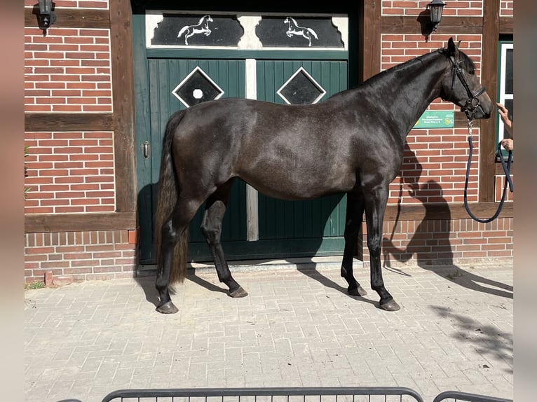 Trakehner Merrie 4 Jaar 168 cm kan schimmel zijn in Gro&#xDF;enkneten