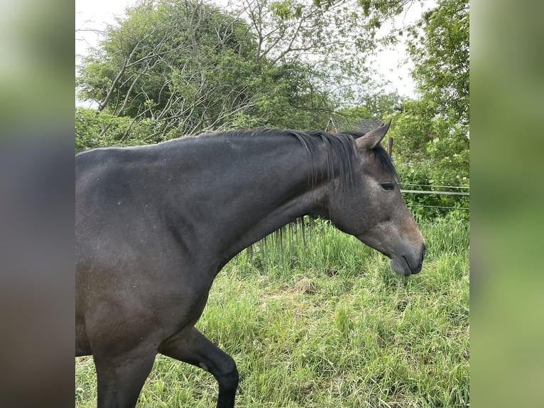 Trakehner Merrie 4 Jaar 168 cm kan schimmel zijn in Vechta