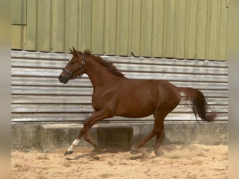 Trakehner Merrie 4 Jaar 168 cm Vos in Wehringen