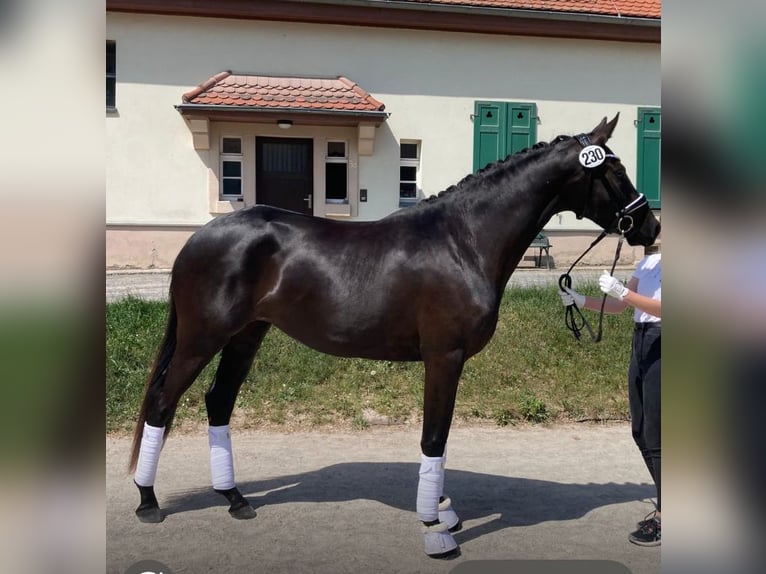 Trakehner Merrie 4 Jaar 168 cm Zwartbruin in Bernsdorf