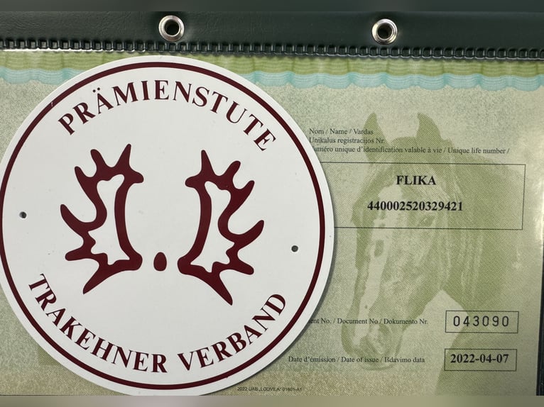 Trakehner Merrie 4 Jaar 169 cm Vos in Ganschow