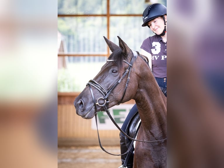 Trakehner Merrie 4 Jaar 169 cm Zwart in Bad Wildungen