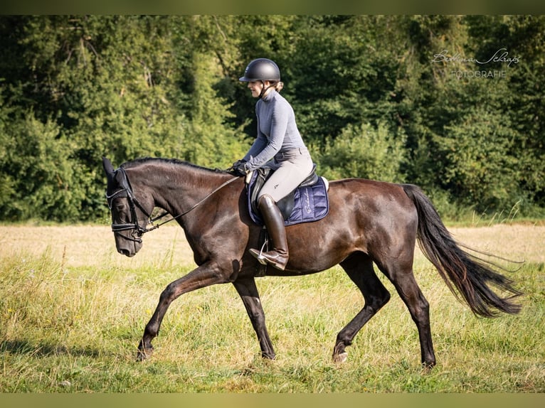 Trakehner Merrie 4 Jaar 169 cm Zwart in Bad Wildungen