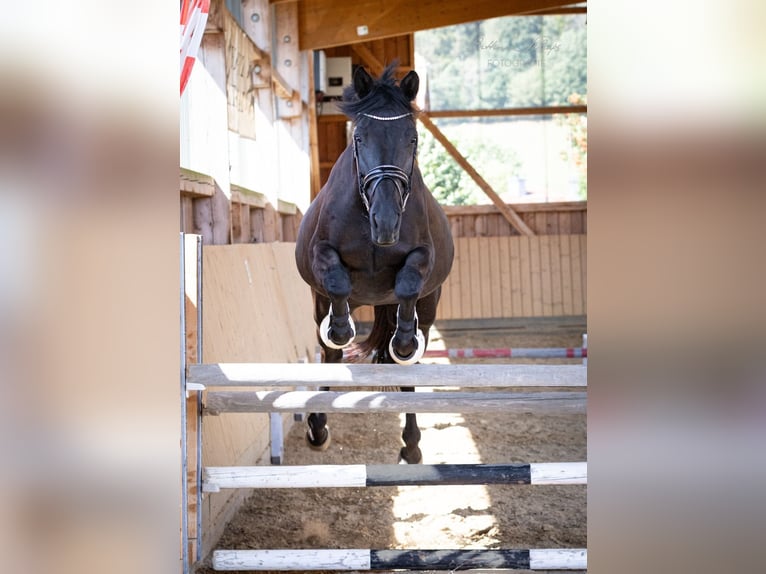 Trakehner Merrie 4 Jaar 169 cm Zwart in Bad Wildungen