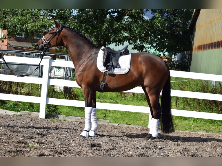 Trakehner Merrie 4 Jaar 170 cm Brauner in Dätgen
