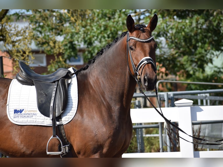 Trakehner Merrie 4 Jaar 170 cm Brauner in Dätgen