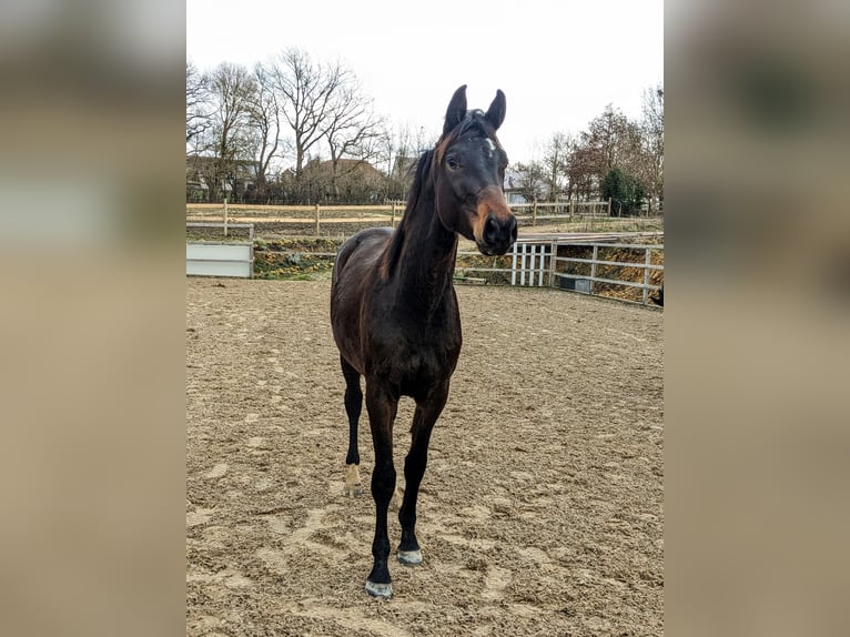 Trakehner Merrie 4 Jaar 170 cm Donkerbruin in Nellingen Aichen