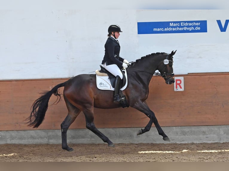 Trakehner Merrie 4 Jaar 170 cm Donkerbruin in Emmerthal