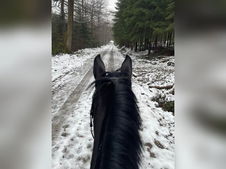 Trakehner Merrie 4 Jaar 170 cm Donkerbruin in Emmerthal