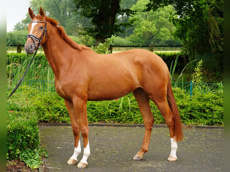 Trakehner Merrie 4 Jaar 170 cm Vos in Coesfeld