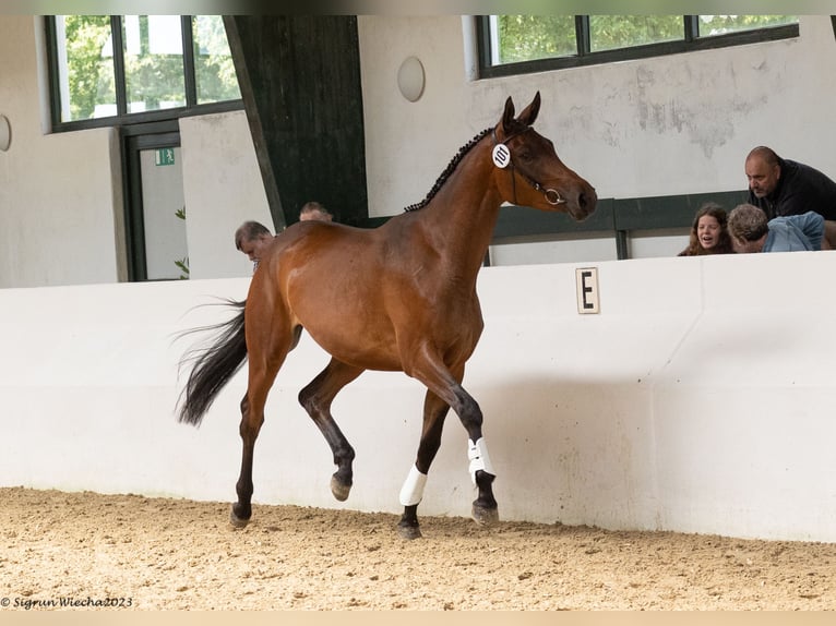 Trakehner Merrie 4 Jaar 171 cm Bruin in Kleve