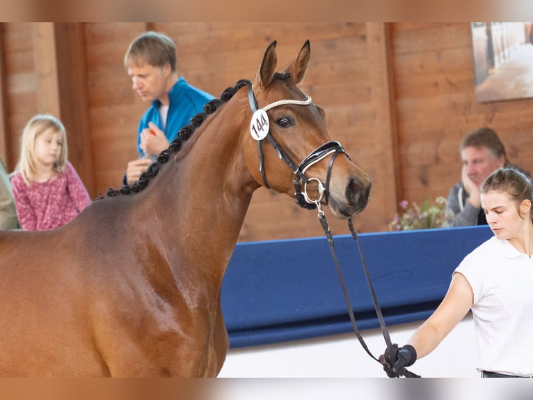 Trakehner Merrie 4 Jaar 171 cm Bruin in Wolfhagen