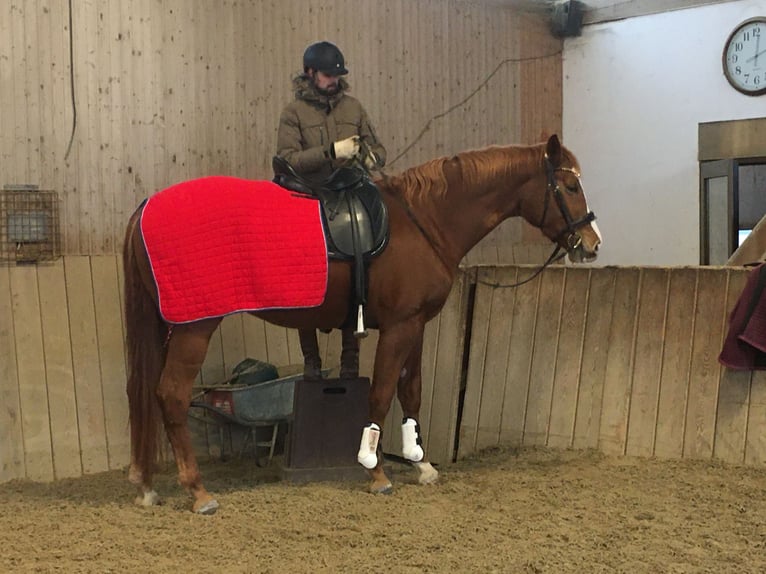 Trakehner Merrie 4 Jaar 171 cm Vos in Starnberg