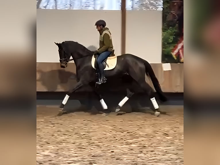 Trakehner Merrie 4 Jaar 173 cm Bruin in Lage