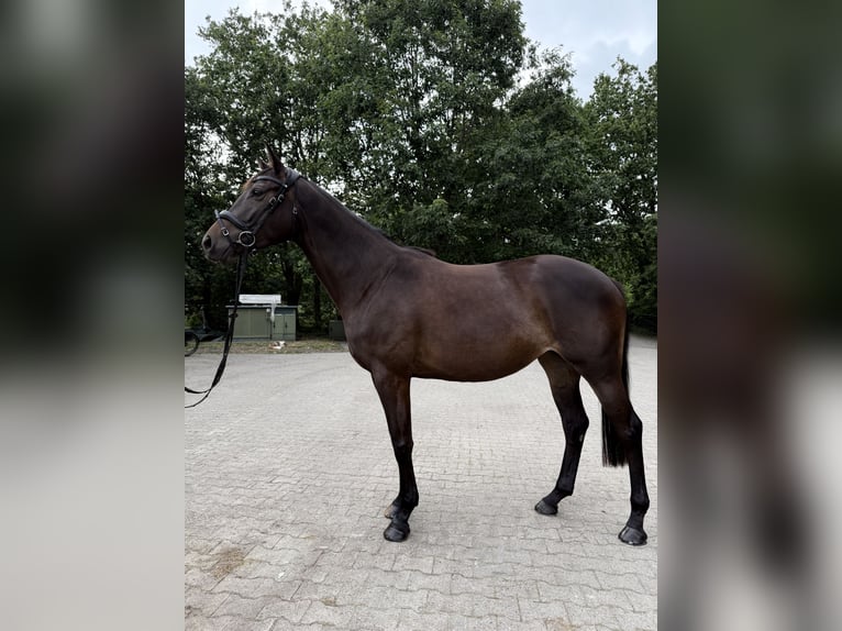 Trakehner Merrie 4 Jaar 173 cm Zwartbruin in Haren