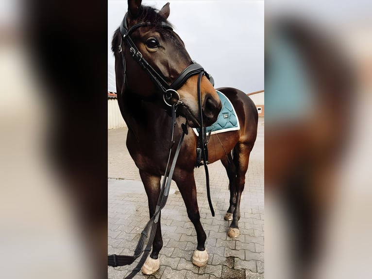 Trakehner Merrie 4 Jaar 173 cm Zwartbruin in Haren