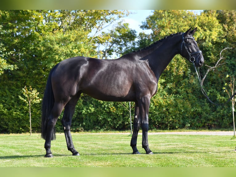 Trakehner Merrie 4 Jaar 174 cm Zwart in Brodersdorf