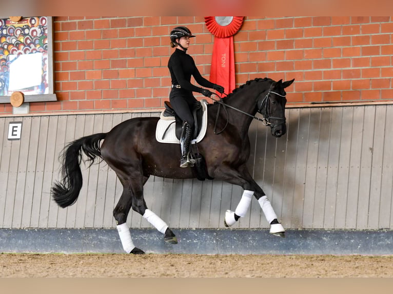 Trakehner Merrie 4 Jaar 174 cm Zwart in Brodersdorf