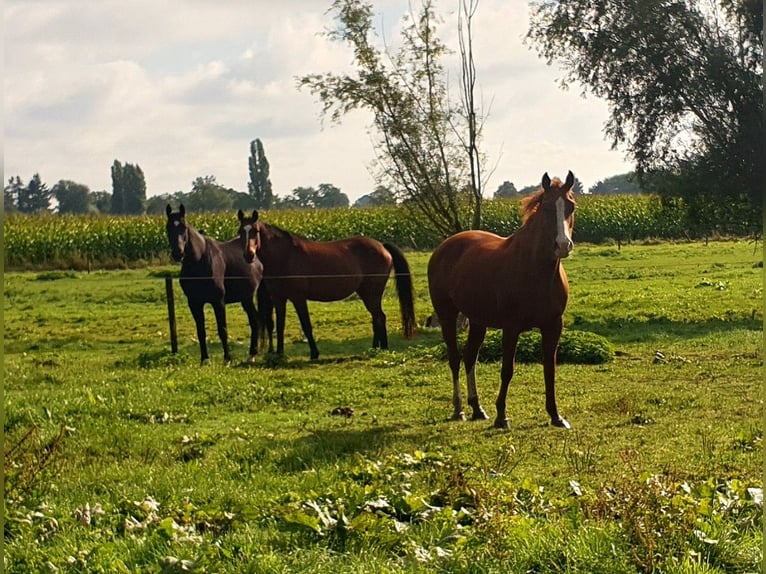 Trakehner Merrie 4 Jaar 174 cm Zwartbruin in Kleve