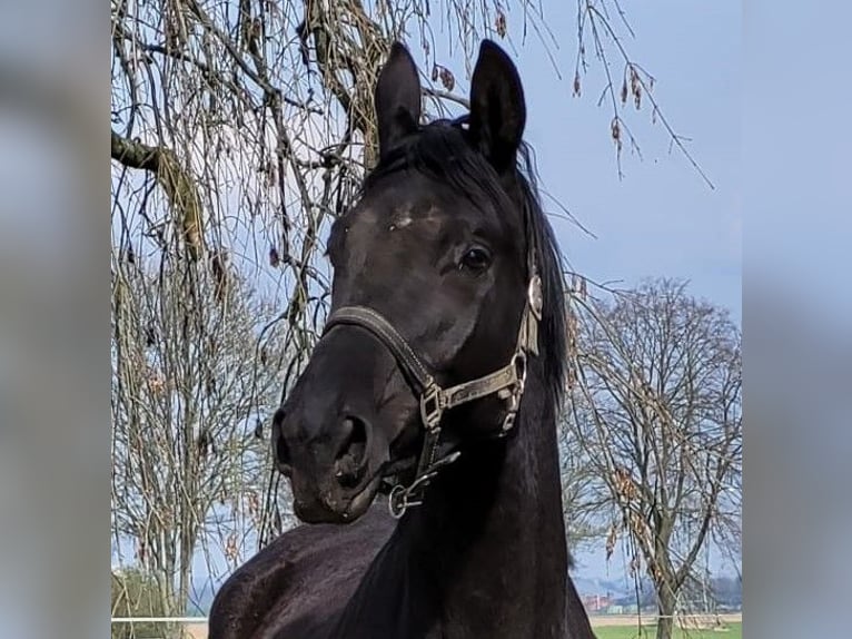 Trakehner Merrie 4 Jaar 174 cm Zwartbruin in Kleve