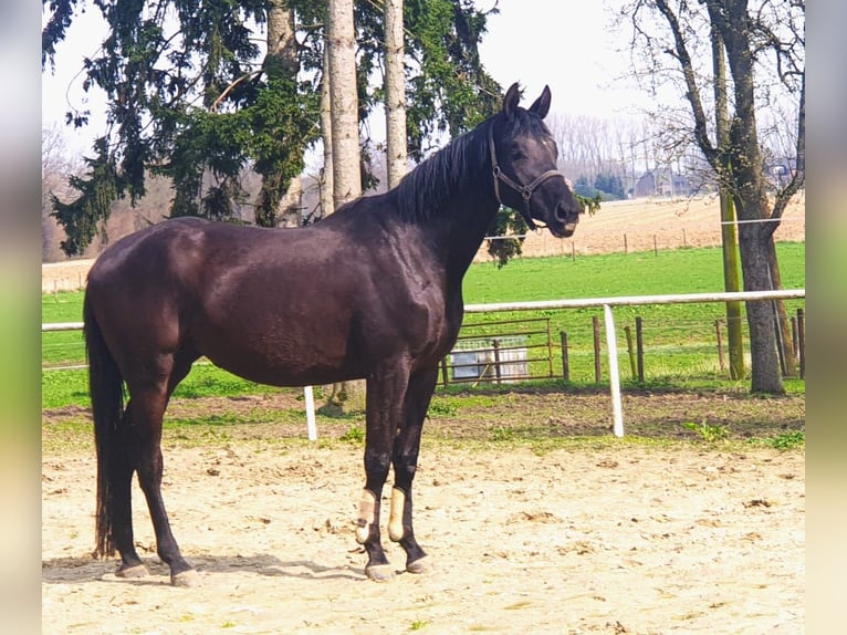 Trakehner Merrie 4 Jaar 174 cm Zwartbruin in Kleve