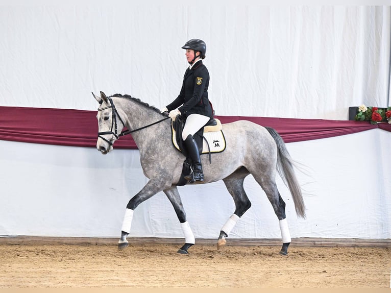 Trakehner Merrie 4 Jaar Schimmel in Gomadingen